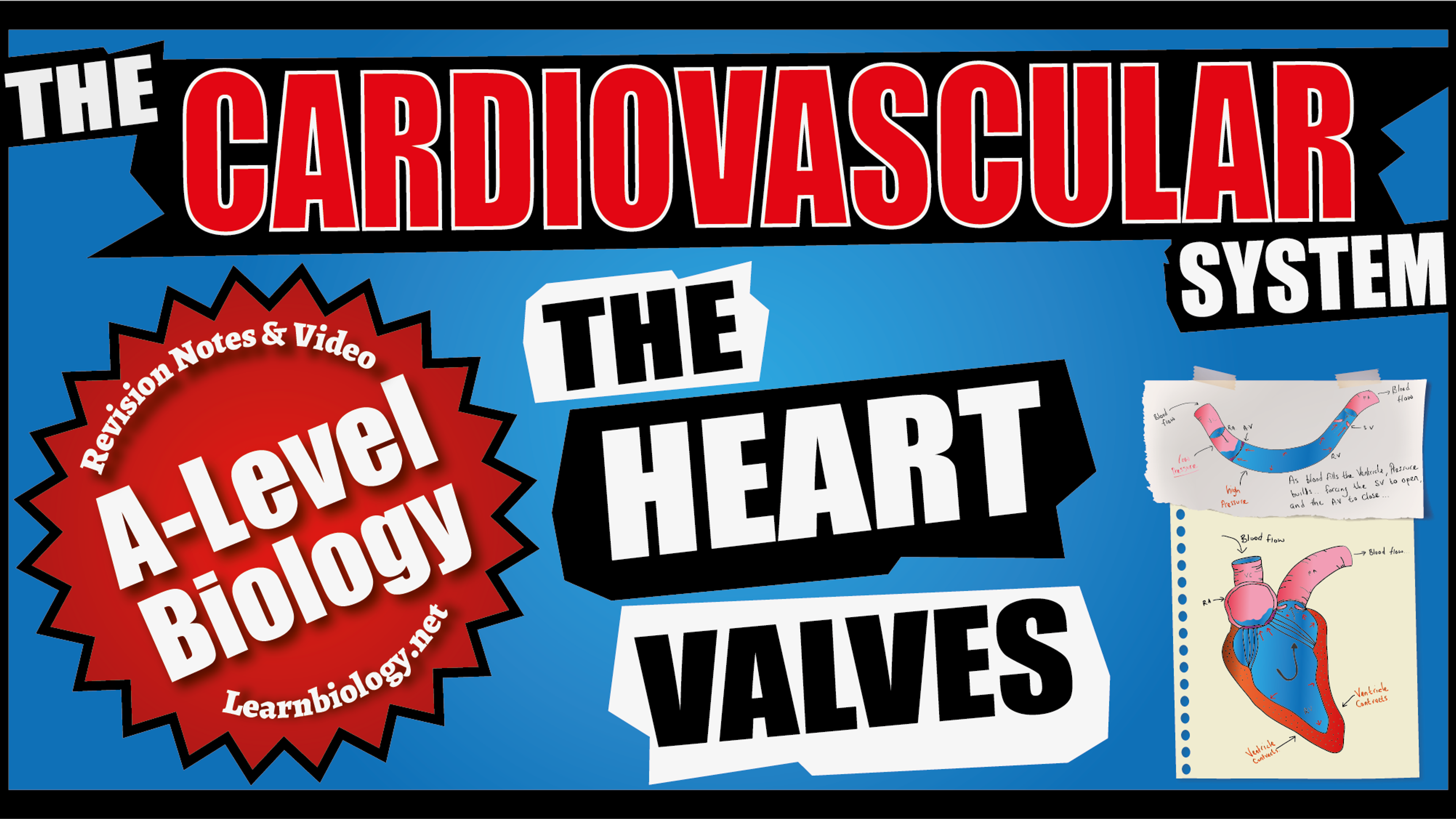A Level Biology Structure and Function of The Heart Valves